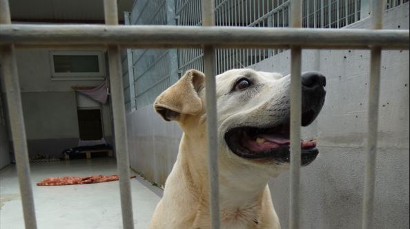 Hunde Zu Verschenken In Lübeck Bitte keine Tiere zu Weihnachten verschenken - Landestierschutzverband